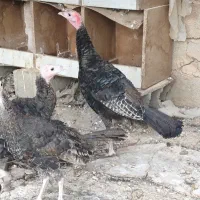 نیمچه بوقلمون برنز