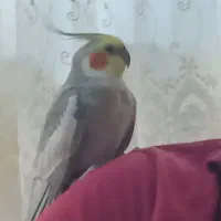 عروس هلندی نر بالغ