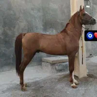 کره شکار فرخشهر