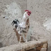 خروس گلین فول شانپیون.مرغ گلین ریشو