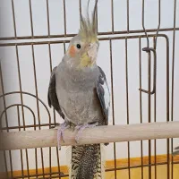 عروس هلندی سینامون|پرنده|محمدیه-قزوین, |دیوار