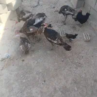 بوقلمون  شیش عدد|حیوانات مزرعه|رامشیر, |دیوار