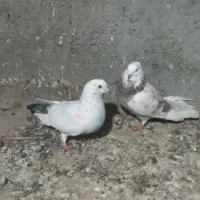 حیوان|پرنده|گمیشان, |دیوار