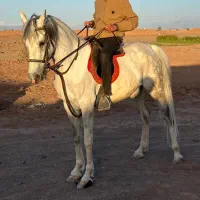 اسب مادیان فروشی|اسب و تجهیزات اسب‌سواری|رفسنجان, |دیوار