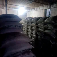 گندم بذری تکتاز