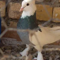 کفتر
