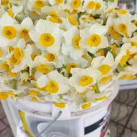 گل نرگس شب یلدا