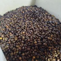 دان قهوه|عمدهفروشی|قرچک, مهدیه|دیوار