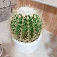 کاکتوس آچینو