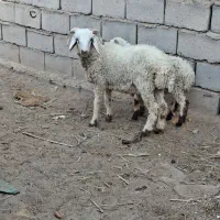 ۲عددبره نره