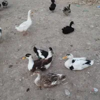 اردک محلی و مرغ خروس|حیوانات مزرعه|سعدآباد, |دیوار
