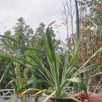 یوکا سه و نیم|گل و گیاه طبیعی|گرگان, |دیوار