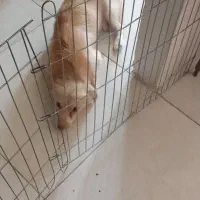 واگذاری تفافقی|سگ|فردیس, نگارستان|دیوار