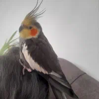 عروس‌هلندی‌نر