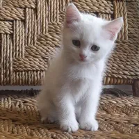 بچه گربه بریتیش