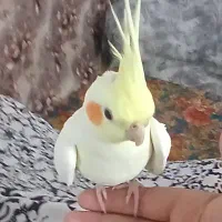 عروس هلندی نر