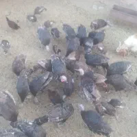 بوقلمون
