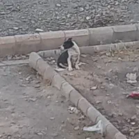 سگ پیدا شده