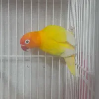 طوطی گرینچیک|پرنده|بجنورد, |دیوار