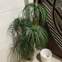 گل مصنوعی ،ابچکان