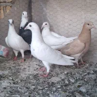 جوجه جونه ماده نر