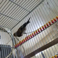 سهره قناری دهن موقوم|پرنده|تهران, شهرک ولیعصر شمالی|دیوار