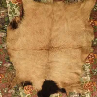 فروش پوست طبیعی طبی و زینتی|آرایشی، بهداشتی، درمانی|مراغه, |دیوار