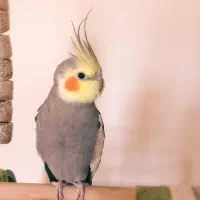 فروش عروس هلندی با قفس بزرگ و کوچک