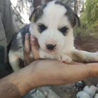 واگذاری سرپرستی توله سگ فقط ۸۰۰|سگ|شیراز, فرودگاه شهید دستغیب شیراز|دیوار