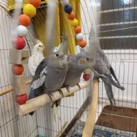 عروس هلندی|پرنده|شیراز, کوشک میدان|دیوار