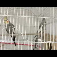 طوطی عروس ۹۰۰هزار تومن