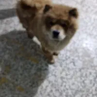 سگ نژاد چاو چاو