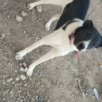 توله ماده ۱۰ماهه افغان دم کل|سگ|نوبران, |دیوار