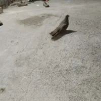 یه دونه کفتر بلند بور چنگ موشی چشم لیموی