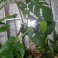 گل های برگ انجیری  پتوس ابلغ  سانسوریا  پاکوتاه