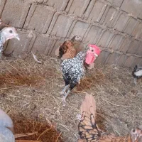 مرغ و خروس مینباتوری|حیوانات مزرعه|مشهد, تبادکان|دیوار