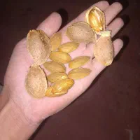 بادام درختی درجه امسالی