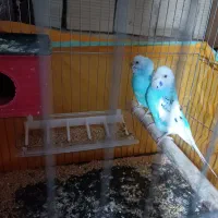 جفت مرغ عشق مولد