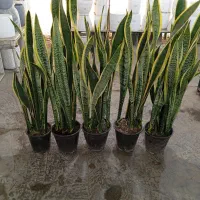 سانسوریا ابلق قدبلند|گل و گیاه طبیعی|ری, صالح آباد جنوبی (باغ رضوان)|دیوار