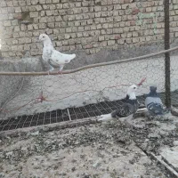 کبوترپرشی|پرنده|ساوه, |دیوار