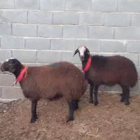 قوچ،بره ماده،میش،بز|حیوانات مزرعه|مبارکه, |دیوار