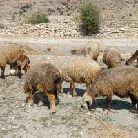 فروش120راس میش داشتی بره دار و آبستن ترکی بختیاری|حیوانات مزرعه|کازرون, |دیوار