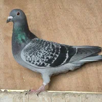 چنتا ماده جوون خوب|پرنده|شیراز, محراب|دیوار