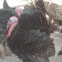 مرغ و بوقلمون