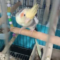 عروس هلندی جفت تخم گذار با لوازم