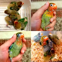 طوطی کوتوله برزیلی سرلاکی