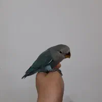 کوتوله برزیلی|پرنده|خمینی‌شهر, |دیوار