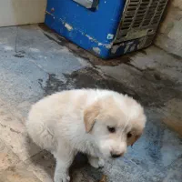 توله سگ نژاد اصیل|سگ|زاهدان, |دیوار