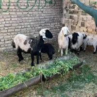 فروش میش و بره شال و کردی