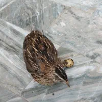 بلدرچین تخم گزار